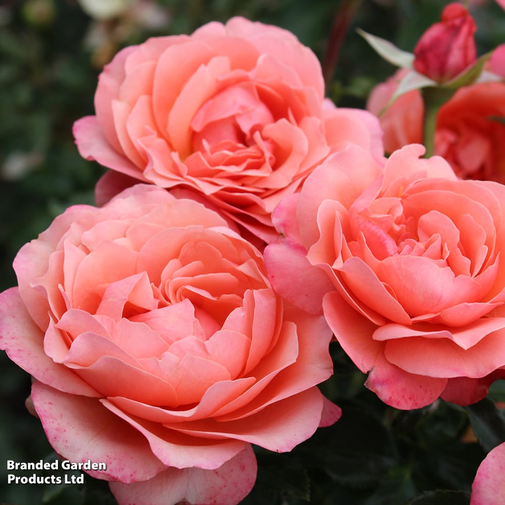 Coral Glo Rose